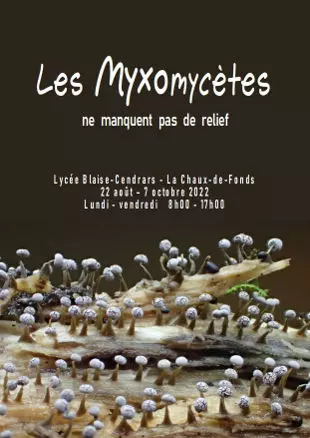 Exhibitions Arts Cultures-Les Myxomycètes ne manquent pas de relief