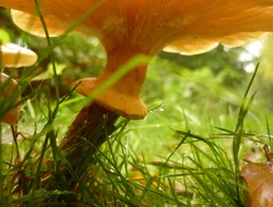 Rassemblements-Les champignons de nos forêts