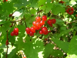 Gatherings-fruits rouges web