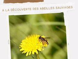 Rassemblements-A la découverte des abeilles sauvages