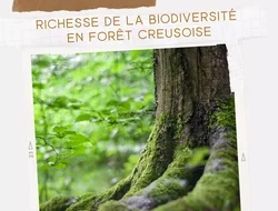Rassemblements-Richesse de la biodiversité en forêt creusoise